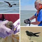 leach's storm-petrel collage