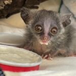 lesser bushbaby standing beside a food bowl