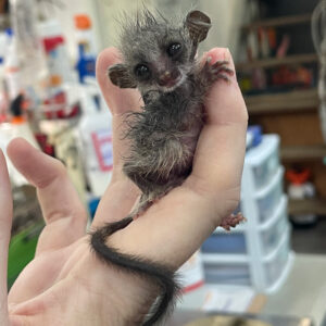 young lesser bushbaby held in hand