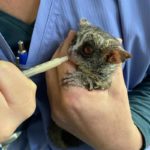lesser bushbaby being held and handfed by syringe