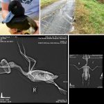 lesser scaup photo collage