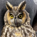 face of long-eared owl