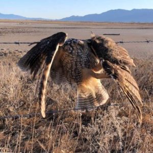 long-eared owl caught in barbed wire fence in field