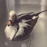 long-tailed duck swimming in large metal sink