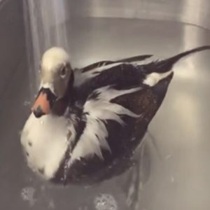 long-tailed duck swimming in large metal sink