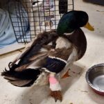 male mallard duck with bandaged leg stand beside carrier on the floor