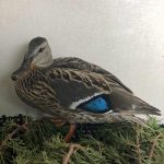 mallard duck standing