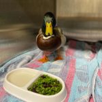 mallard duck in enclosure by food dish