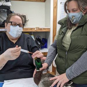 mallard duck being tube fed