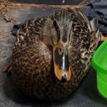 female mallard duck sitting beside green bowl in cage