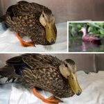 mallard duck in cage and in pond