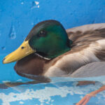 closeup on a Mallard duck swimming in an enclosed pool area