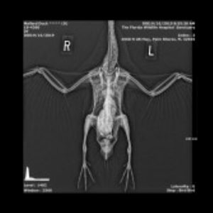 x-ray of mallard duck