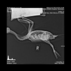 side x-ray of mallard duck