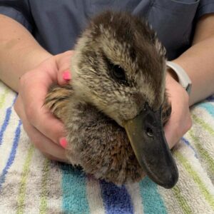 mallard duckling held on towel on table
