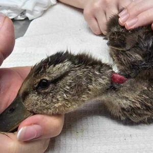 mallard duckling held on exam table with neck injury showing