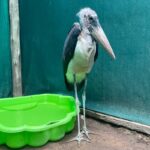 marabou stork standing beside plastic pool full of water in enclosure