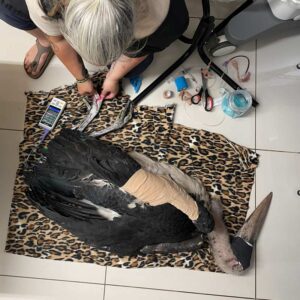 marabou stork receiving treatment/bandaging at veterinary clinic