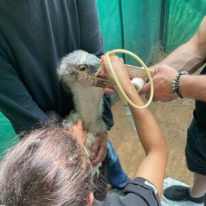 marabou stork being tube-fed while standing with one person feeding and two holding the stork steady