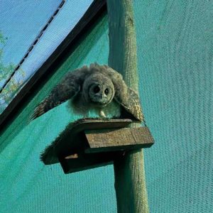 marsh owl on perch in enclosure
