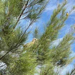 marsh owl perched on tree