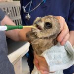 marsh owl held in hands being tube-fed