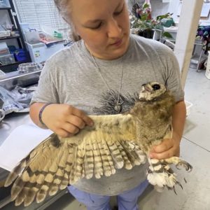 woman showing wing of marsh owl