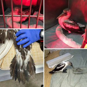 masked booby collage of injury and rehab