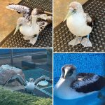 masked booby collage outdoors at rehab