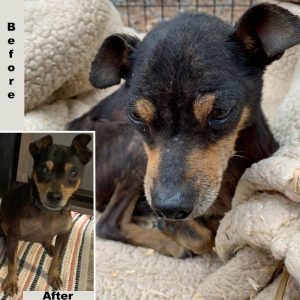 Miniature Pinscher before and after photos from emaciated to fed