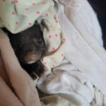 mink peeking out from towel