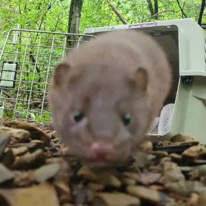 mink sniffs camera as being released in wild from carrier