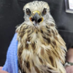 Mississippi kite bird wrapped and held in a towel
