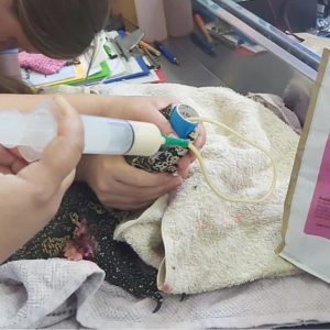 Nile monitor lizard being tube fed