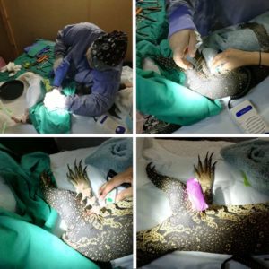 collage of four images showing operation on Nile monitor lizard to fix broken leg
