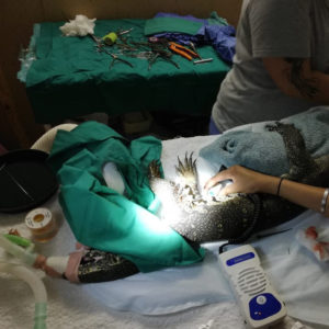 Nile monitor lizard on operating table
