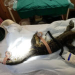 Nile monitor lizard on operating table