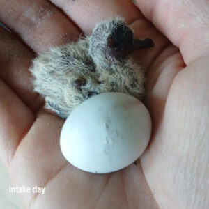 mourning dove hatchling sits in palm beside egg of a nestmate