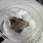 pair of mourning dove chicks nestled in a bowl on a warming pad