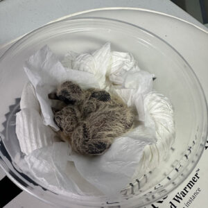 pair of mourning dove chicks nestled in a bowl on a warming pad