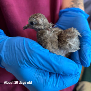 mourning dove hatchling about 20 days old held in gloved hands