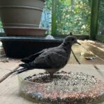 mourning dove indoors standing in dish of seed
