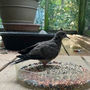 mourning dove indoors standing in dish of seed