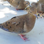 three mourning doves eating seed off cement