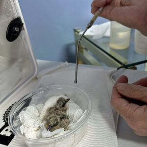 pair of mourning dove chicks nestled in a bowl being fed