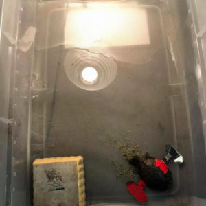 musk turtle in enclosure with enough water to keep him healthy but not drown