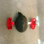 musk turtle with head tilt fitted with braces on each side like a double outrigger