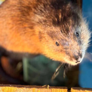closeup on common muskrat peering out from indoor habitat