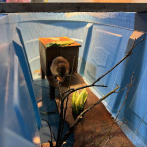 a common muskrat relaxing in little house in indoor habitat