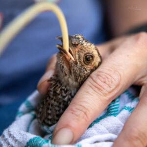 Natal spurfowl being held and tube-fed